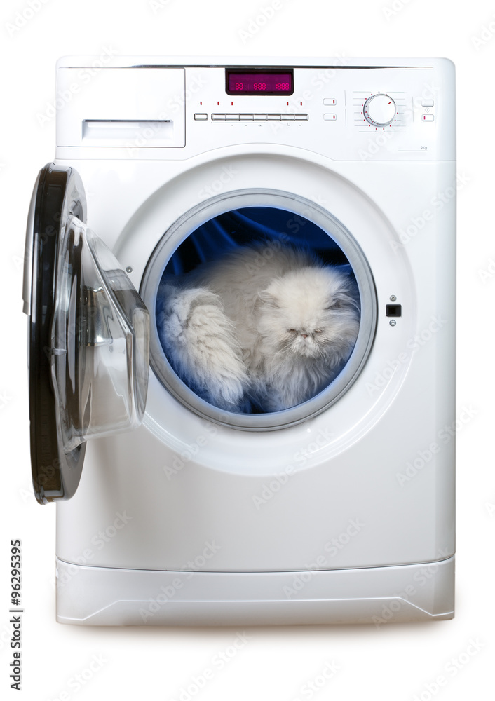 Cat in the washing machine Cat in the washing machine