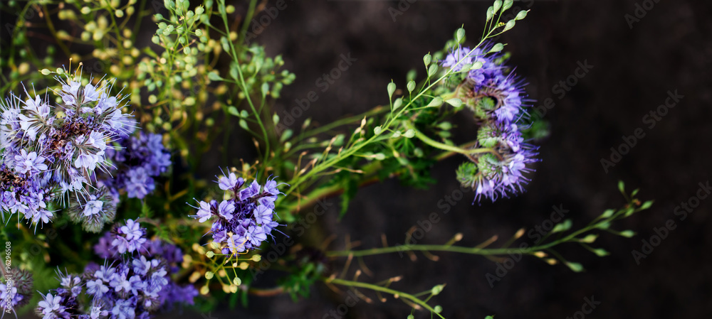 Obraz premium Purple Wildflowers on Dark Background