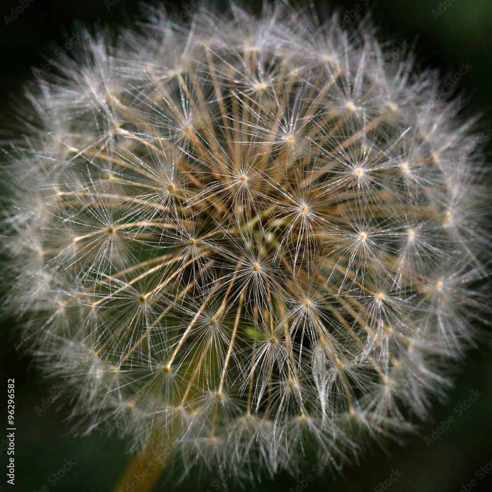 Dandelion Dandelion