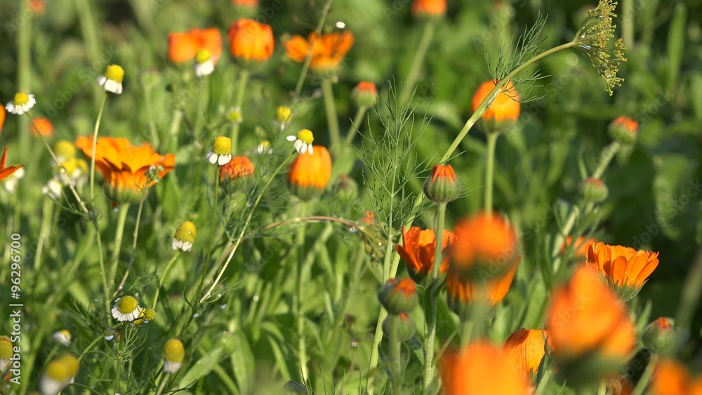 Herbs marigold and camomile flowers grow in garden. Beautiful herbal plants move in wind. Static closeup shot. 4K
Herbs marigold and camomile flowers grow in garden. Beautiful herbal plants move in wind. Static closeup shot. 4K
