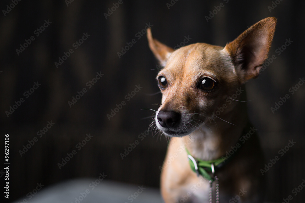 Chihuahua mix dog portrait on dark background