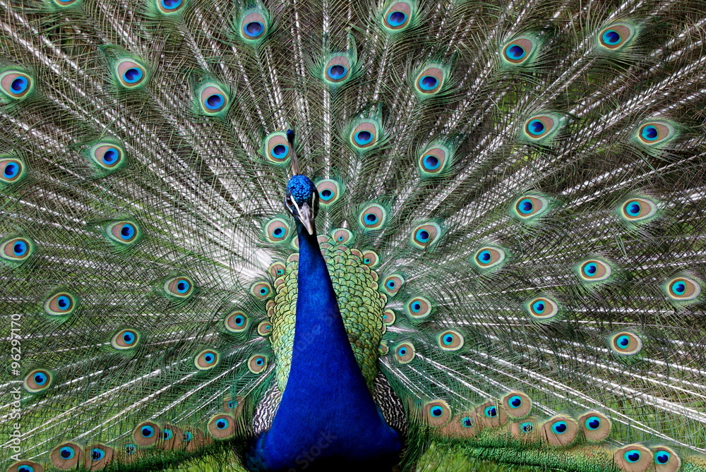 Obraz premium Dumny Paw