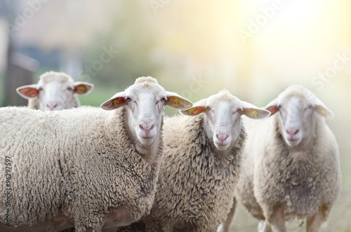 Sheep flock standing on farmland