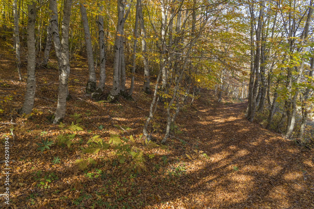 Fototapeta premium beech forest in autumn, yellow leaves, colors