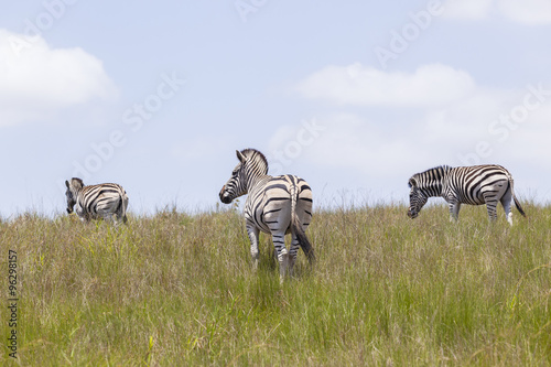 Zebras wildlife animals hillside wilderness park reserve