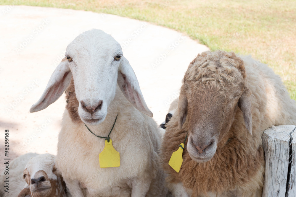 cute sheep cute sheep