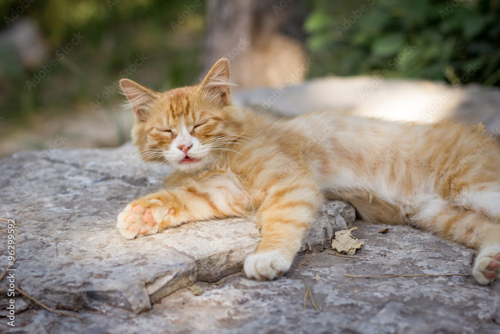 Kitty lying on a rock