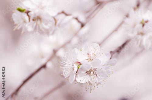 Apricot tree flower © Roxana