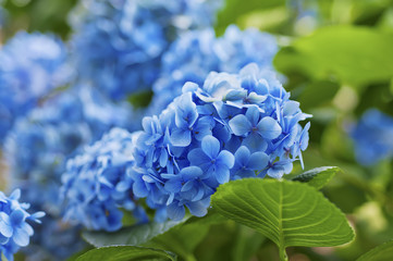 Leinwandbilder Hortensie Romantischer Hortensienhintergrund in Pastelltönen  © Roxana