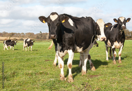 Fototapeta Naklejka Na Ścianę i Meble -  Vaches Holstein en pature 