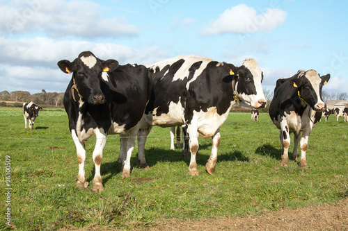 Vaches Holstein en pature 