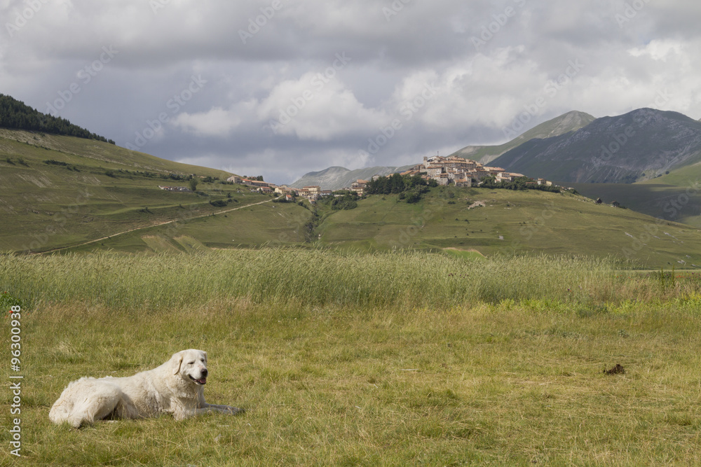 Fototapeta premium Abruzzese Maremma sheepdog in Castelluccio