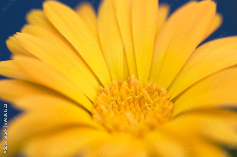 Calendula flower against dark blue background Calendula flower against dark blue background