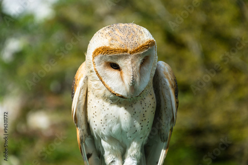 Fototapeta Naklejka Na Ścianę i Meble -  Photo of an owl close up.