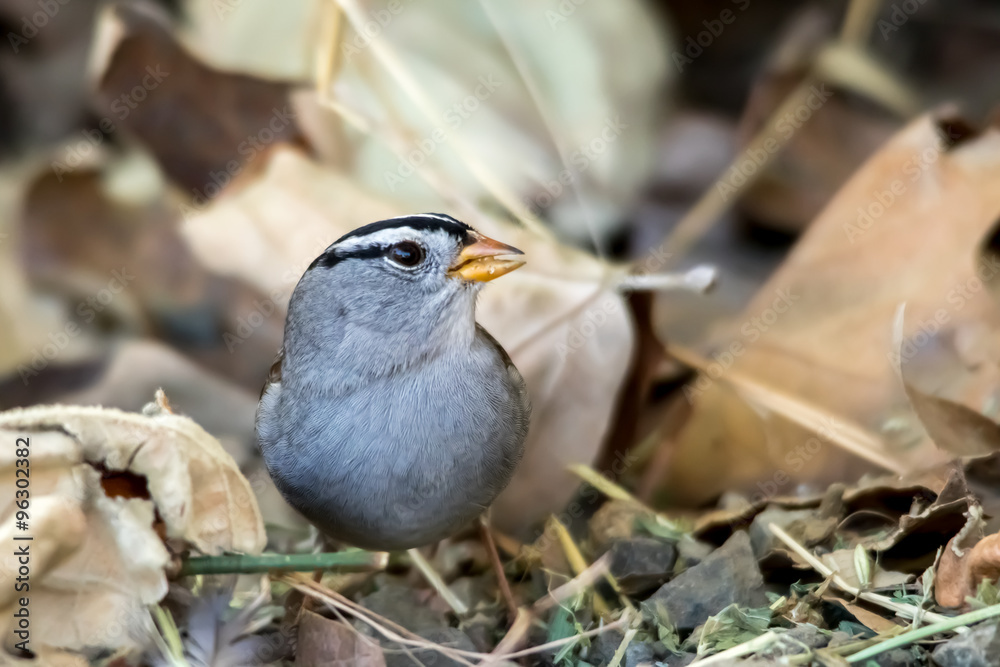 Fototapeta premium The White-Crowned Sparrow Singing on the Ground in Autumn