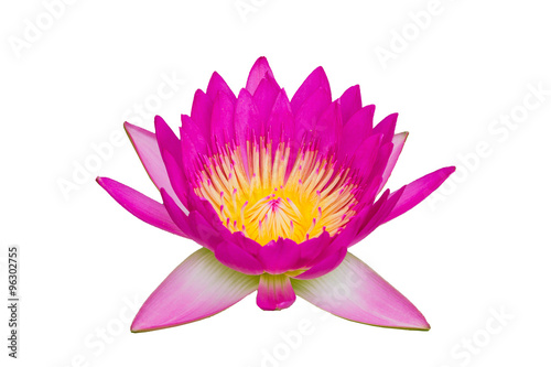 Beautiful pink lotus flower isolated on white background