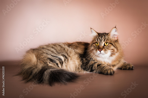 purebred Siberian cat lying on brown background #96303301
