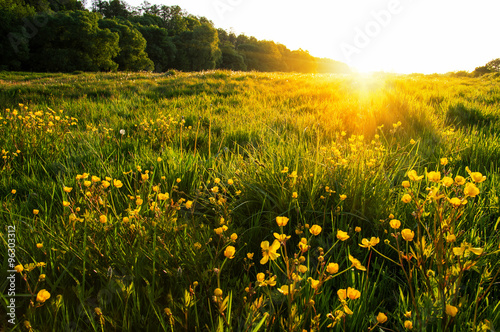 field of spring flowers photo