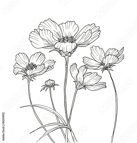 Fototapeta Line ink drawing of cosmos flower