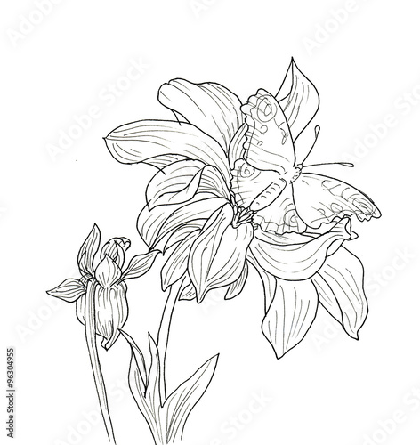 Fototapeta Line ink drawing of dahlia flower