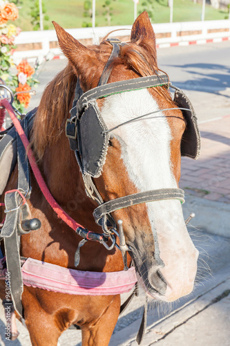 The harness pony portrait with clipping path for carriage. © mrcmos