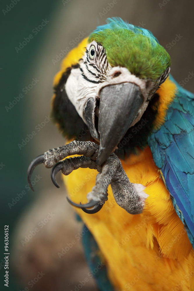 Obraz premium Parrot ara macao cleaning its foot