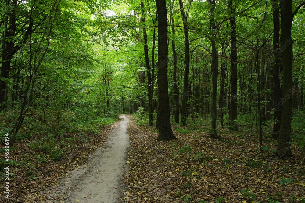 Fototapeta premium Trees