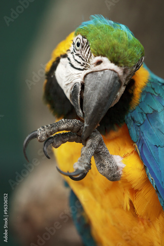 Parrot ara macao cleaning its foot