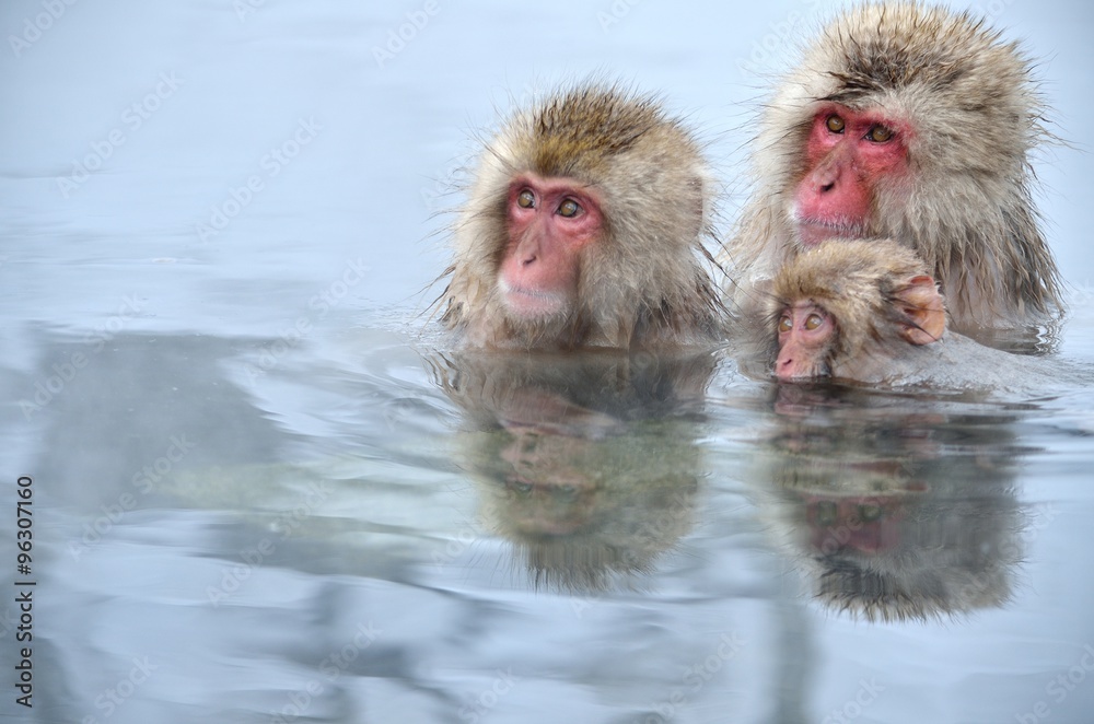 Fototapeta premium 温泉に入るニホンザル