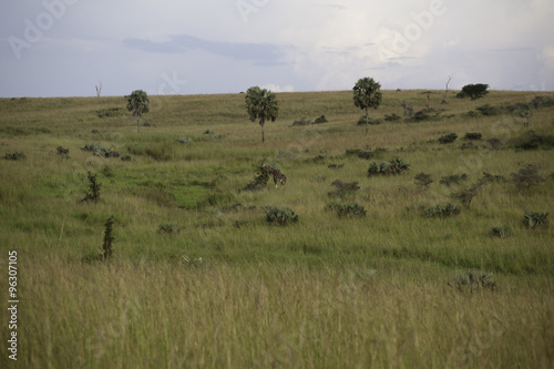 Giraffe on the plains, Uganda