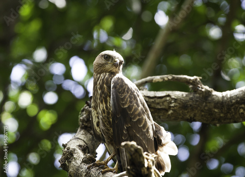 Murchison Buzzard