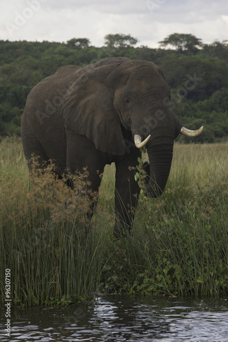 Elephant on the Nile, Uganda