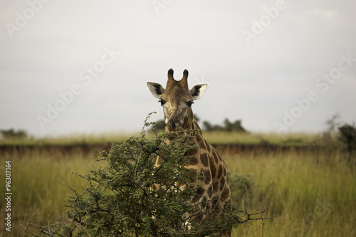 Giraffe eating grass