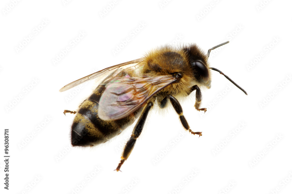 bee bee