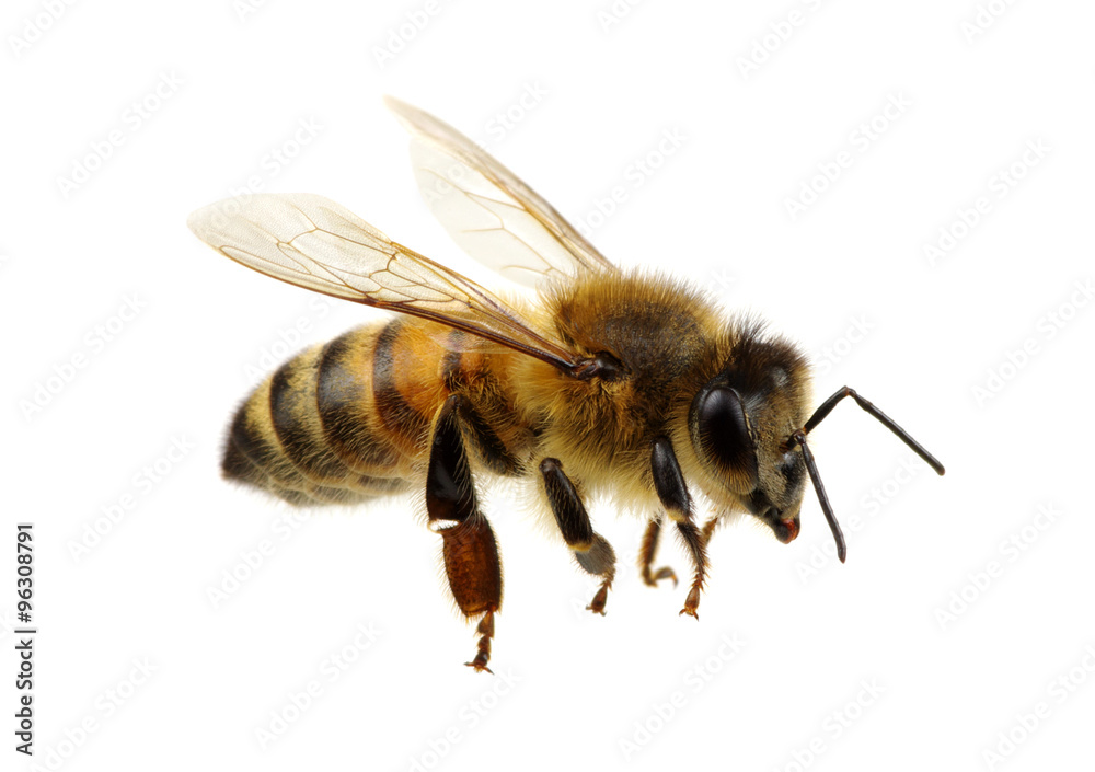bee bee