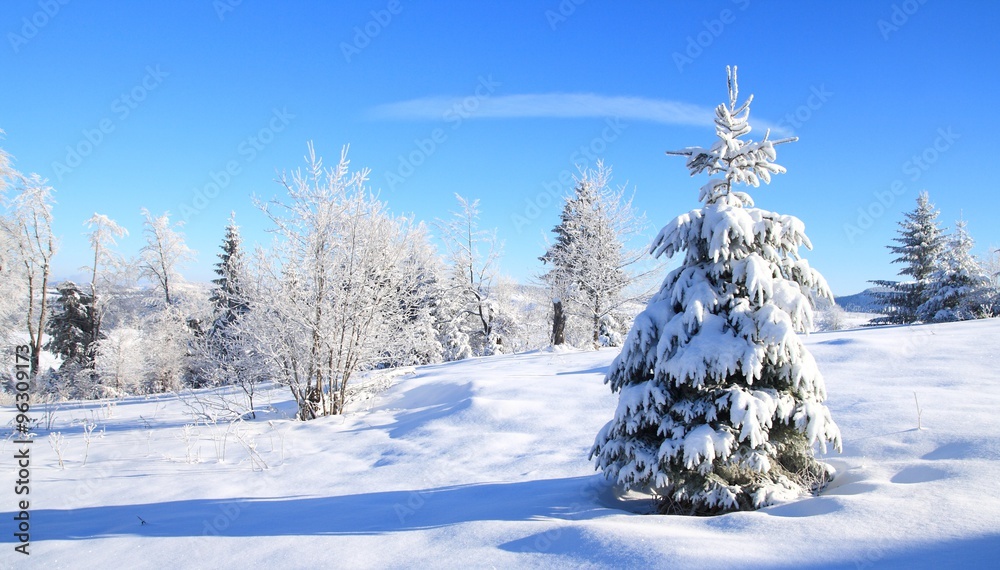 Fototapeta premium Pine tree in winter, covered by snow