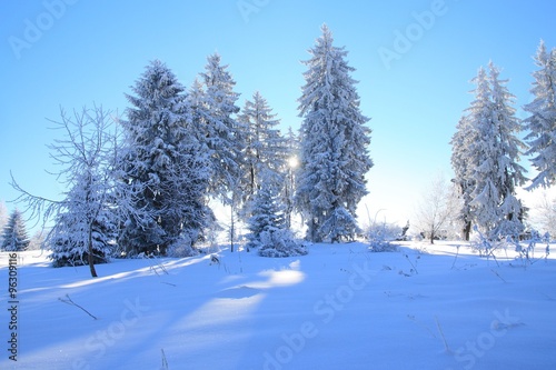 Pine trees in winter with back sunlight