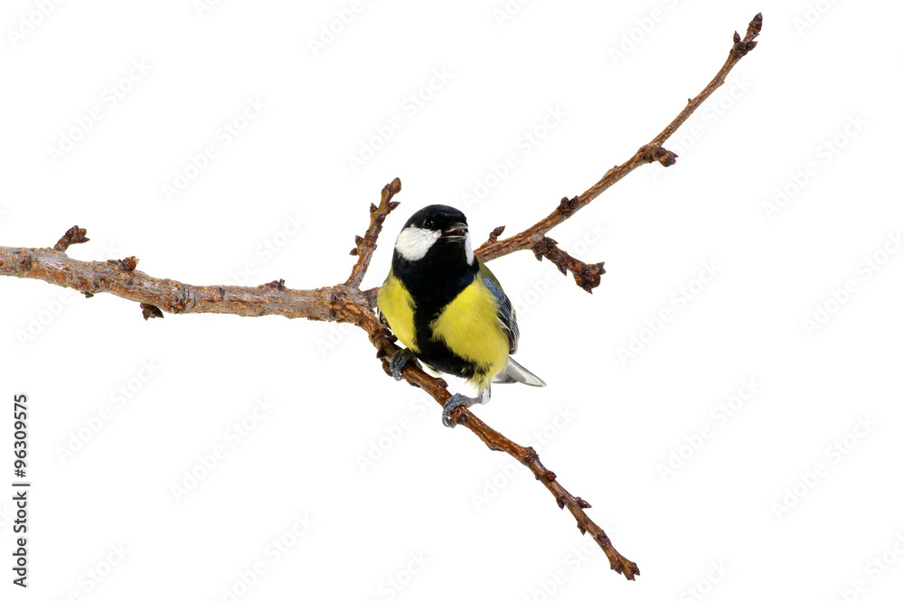 Naklejka premium great tit