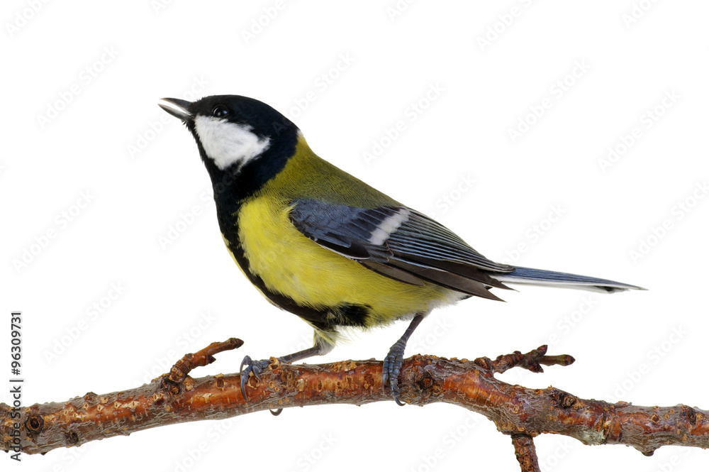 Fototapeta premium great tit