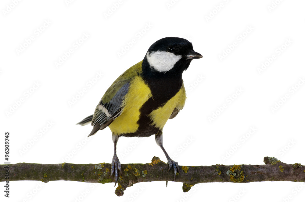 Naklejka premium great tit
