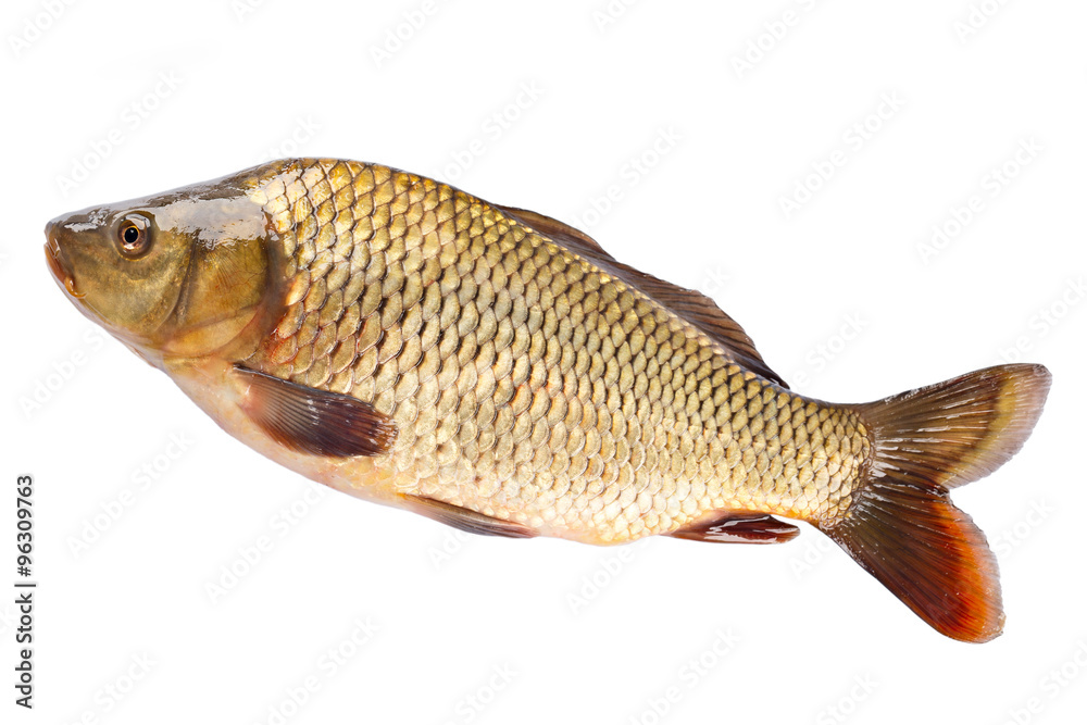 Fish carp isolated on white background