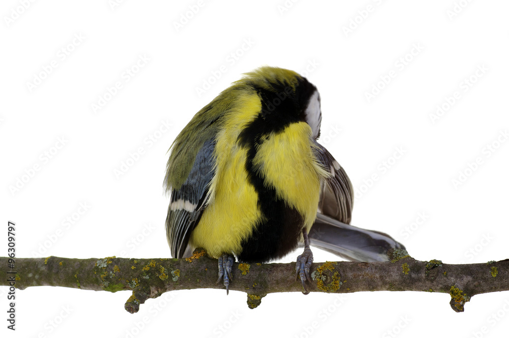 Obraz premium great tit
