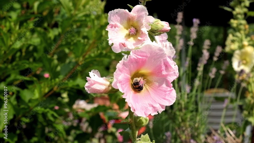 Stockrosenblüten / Bestäubung