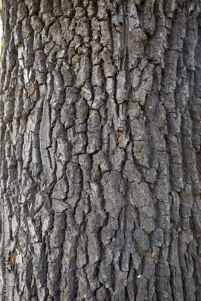 the texture of the bark of the trunk of the secular oak the texture of the bark of the trunk of the secular oak