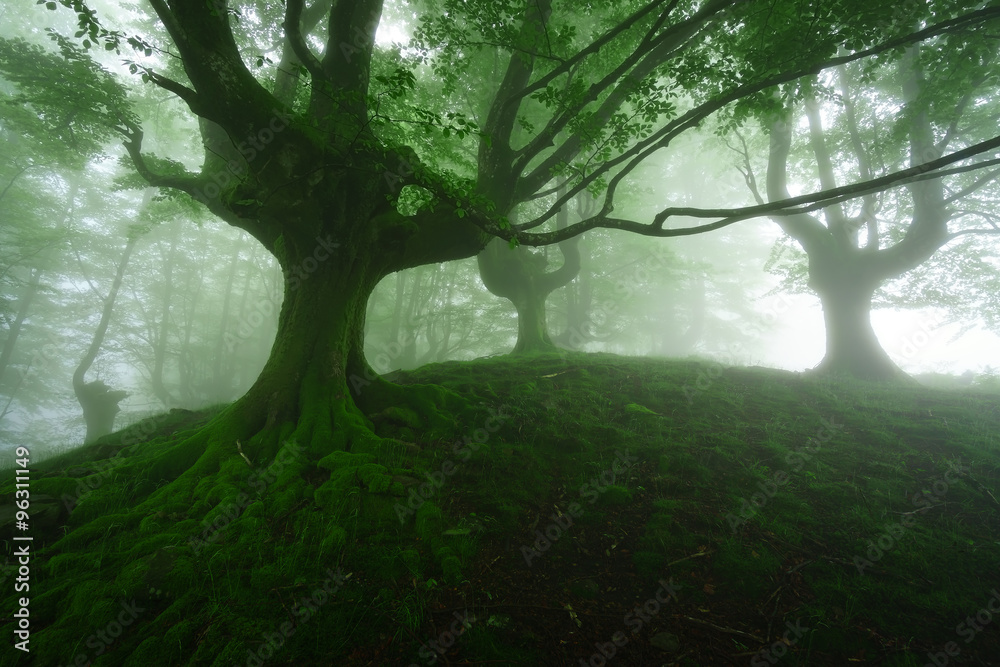 Obraz premium foggy forest at spring