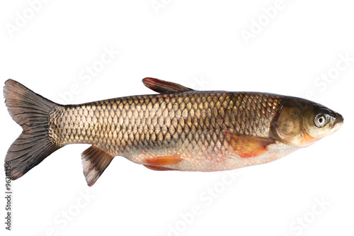 Fish grass carp isolated on white background.