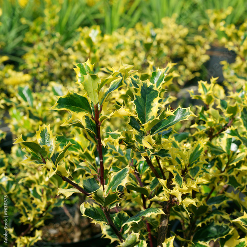 Ilex aquifolium Rubricaulis Aurea - holly