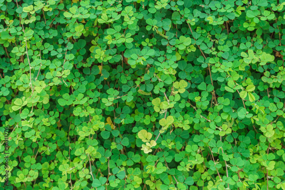 Green leaf Green leaf