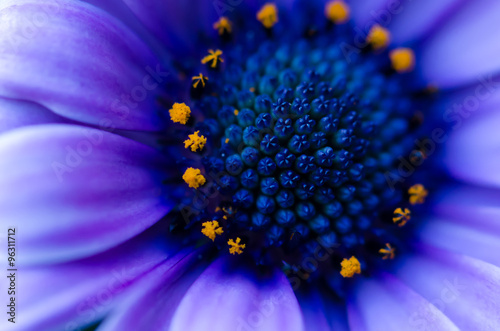 Lila Kapaster mit orangem Ring Macro