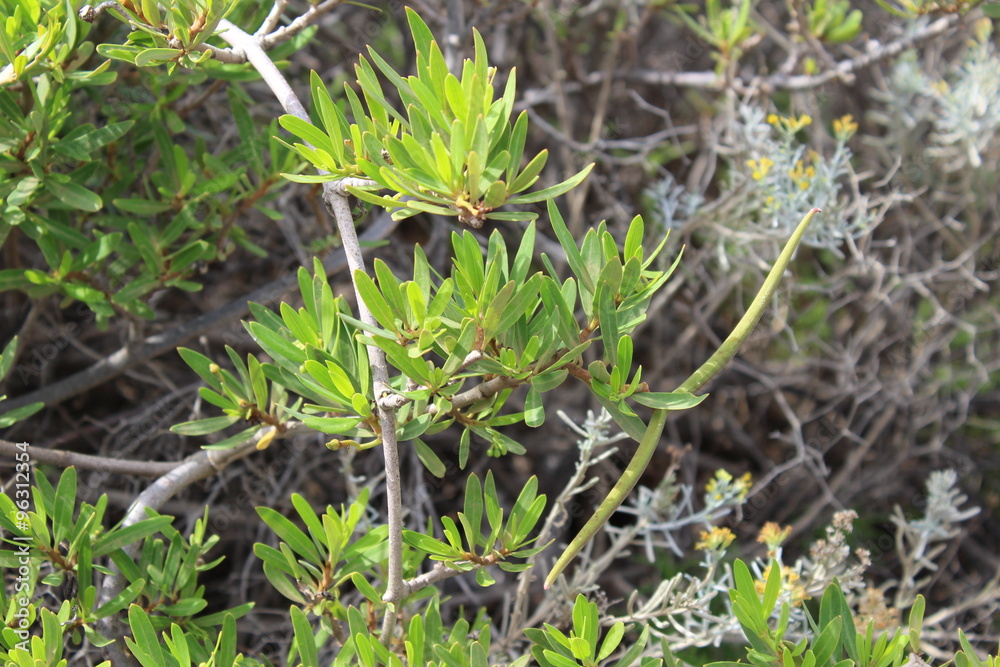 Flor de Periploca laevigata, Cornical. Canarias, España Flor de Periploca laevigata, Cornical. Canarias, España